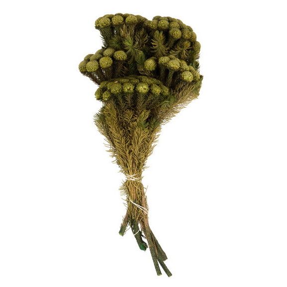 Vickerman 12 16 Brunia Stems 8oz