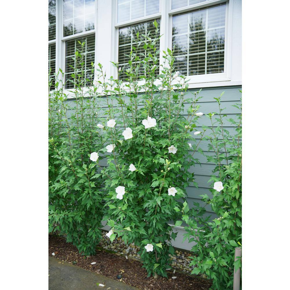 PROVEN WINNERS 2 Gal. White Pillar Rose of Sharon (Hibiscus) Plant with White Flowers 14761