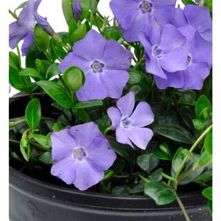 Perennial Vinca Minor Bowles Mauve 2.5 Qt. - 4-Pack 2190