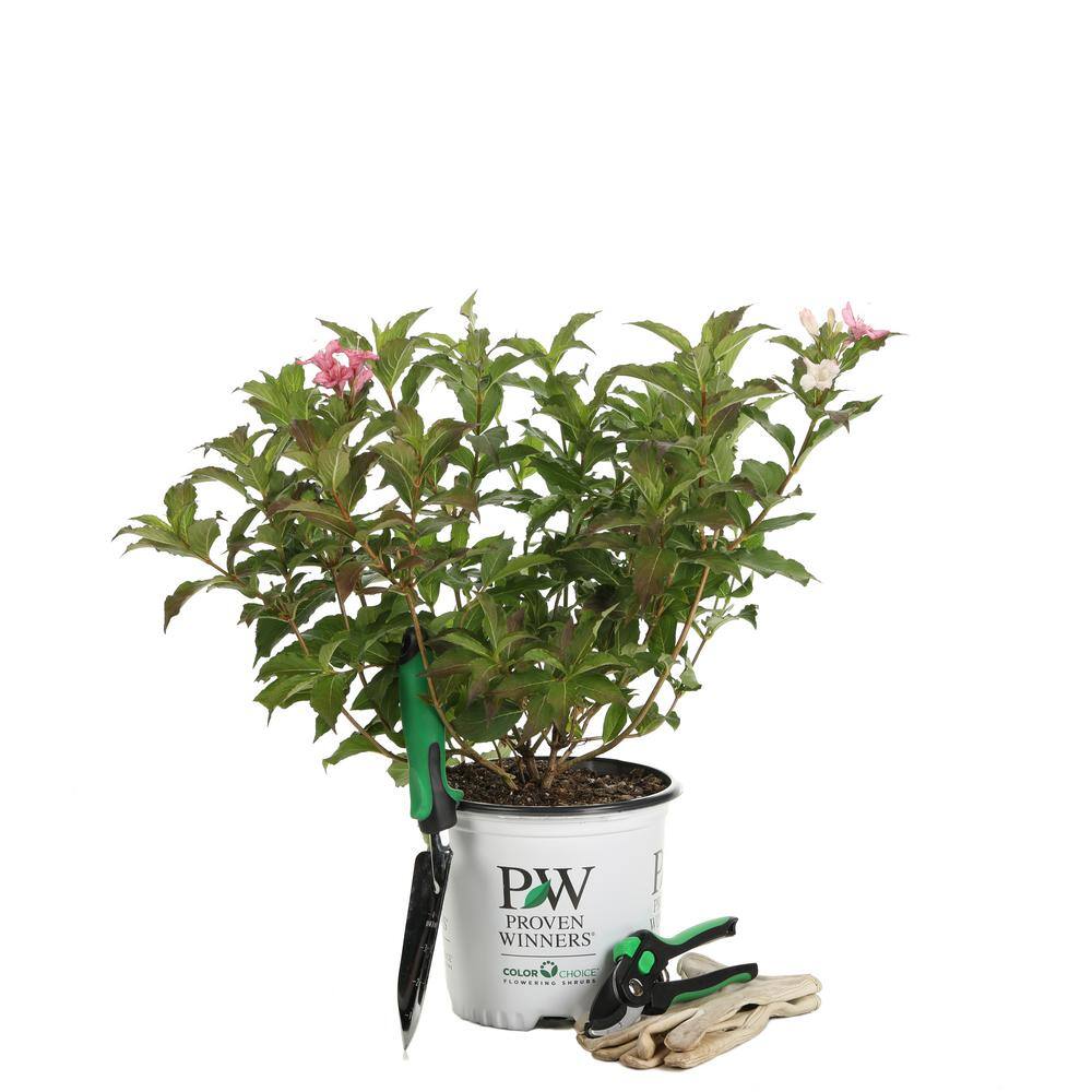 PROVEN WINNERS 1 Gal. Czechmark Trilogy (Weigela) Live Shrub White Pink and Red Flowers WEIPRC1216101