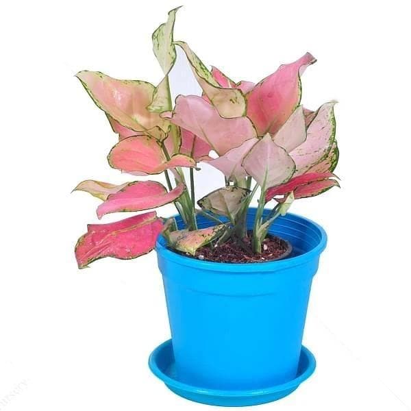 Aglaonema lady valentine, Aglaonema anyamanee (pink) - Plant