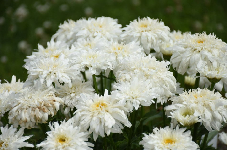 1 Gallon Grower Pot White Flowers Amazing DaisiesÂ® 'Marshmallow' (Leucanthemum) Live Plant