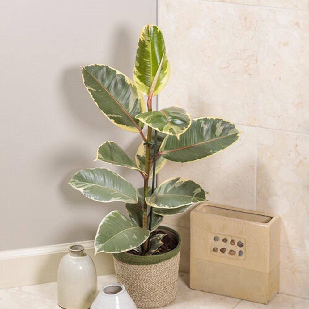 PROVEN WINNERS leafjoy Collection Ficus Elasica Tineke (Rubber Tree) Live Indoor Plant in 7 in. Seagrass Pot Avg Ship Height 15 in. PWFET6SEA1PK