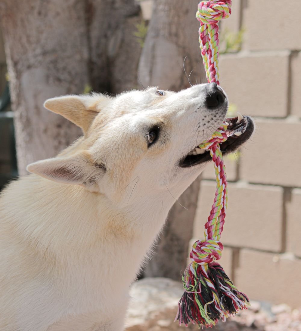 Pacific Pups Rescue Rope and Chew Dog Toy Variety Pack， 18 count