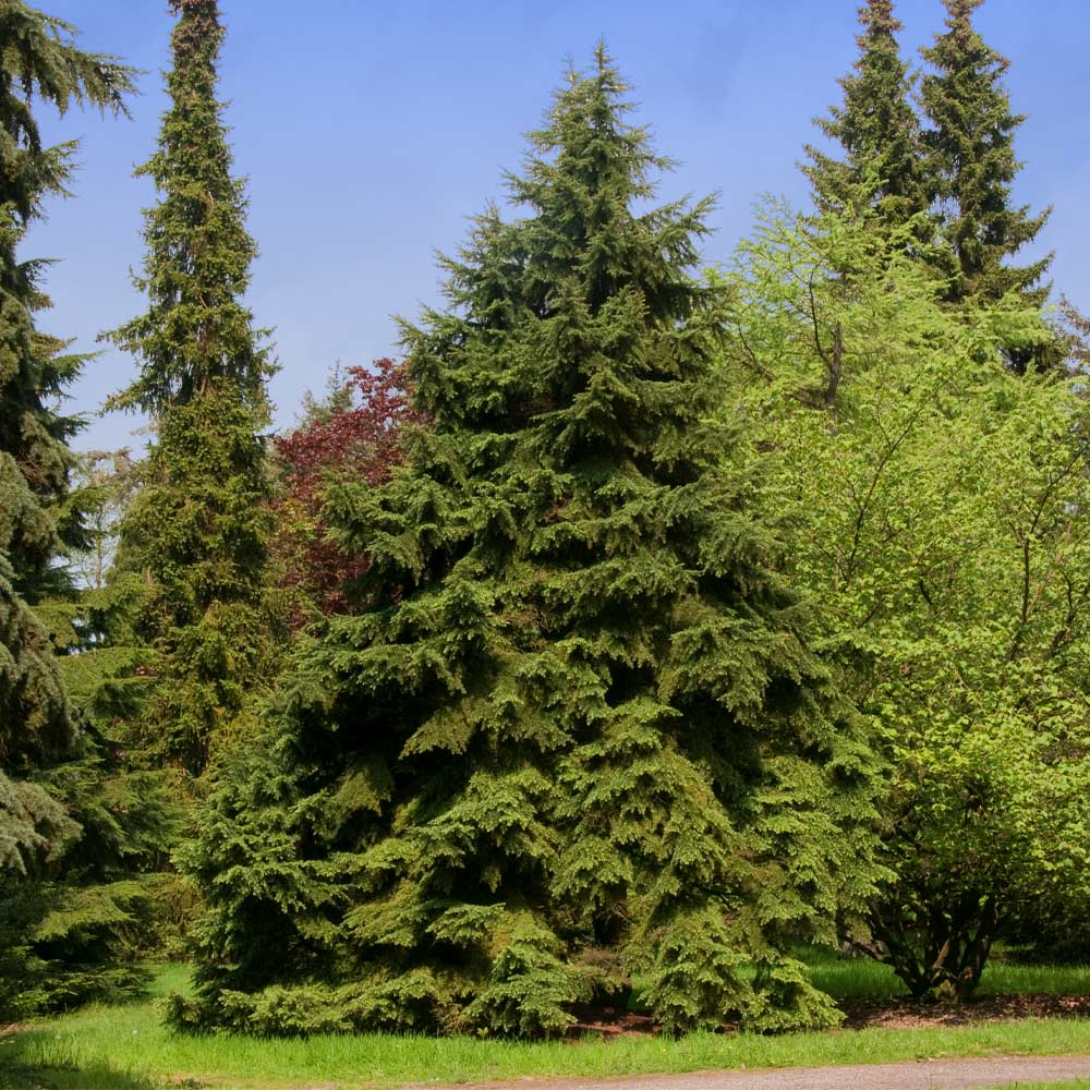 Canadian Hemlock