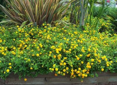 Classy Groundcovers - Lantana 'New Gold'  {25 Pots - 3 1/2 inch Square}