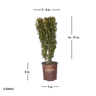 SOUTHERN LIVING 2 Gal. 'Red Sky' Pencil Holly Narrow Ilex Shrub with a vertical Growth Habit and Red Hued New Foliage 31192SL
