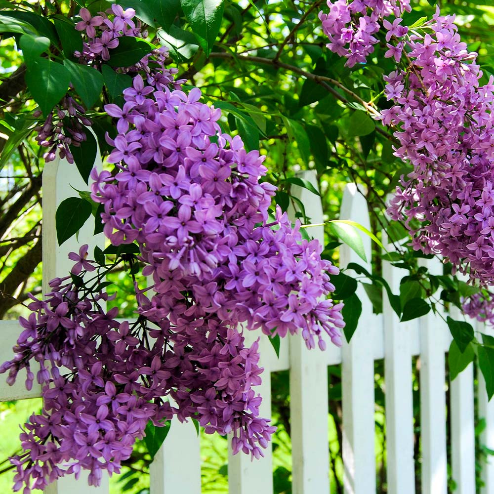 Common Purple Lilac