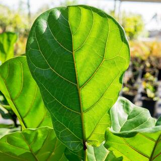 Perfect Plants 8 Qt. Fiddle Leaf Fig Soil Mix - Professional Blend For All Ficus Varieties HDSoil001