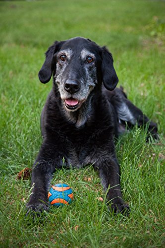 Chuckit! Ultra Squeaker High Bounce Dog Toy Ball， Large