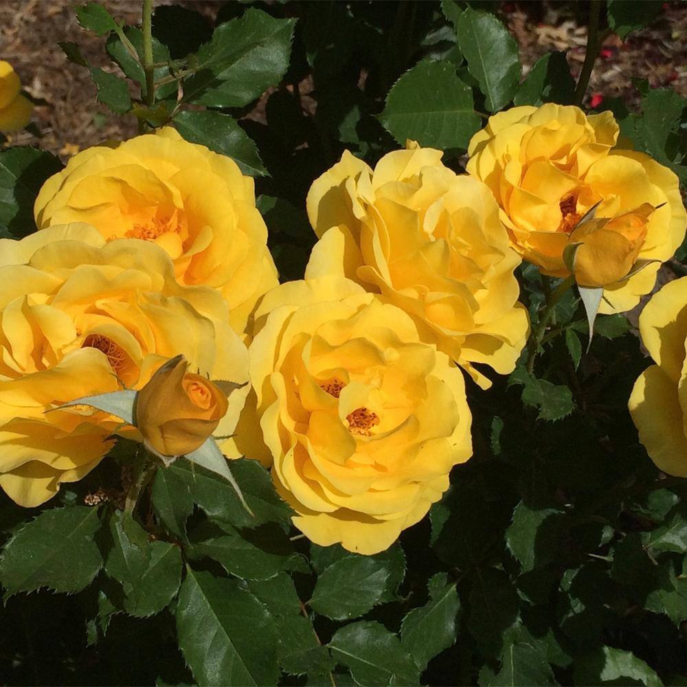 MY LANDSCAPE 2 Gal. Sol Desire Rose with Yellow Flowers 17535