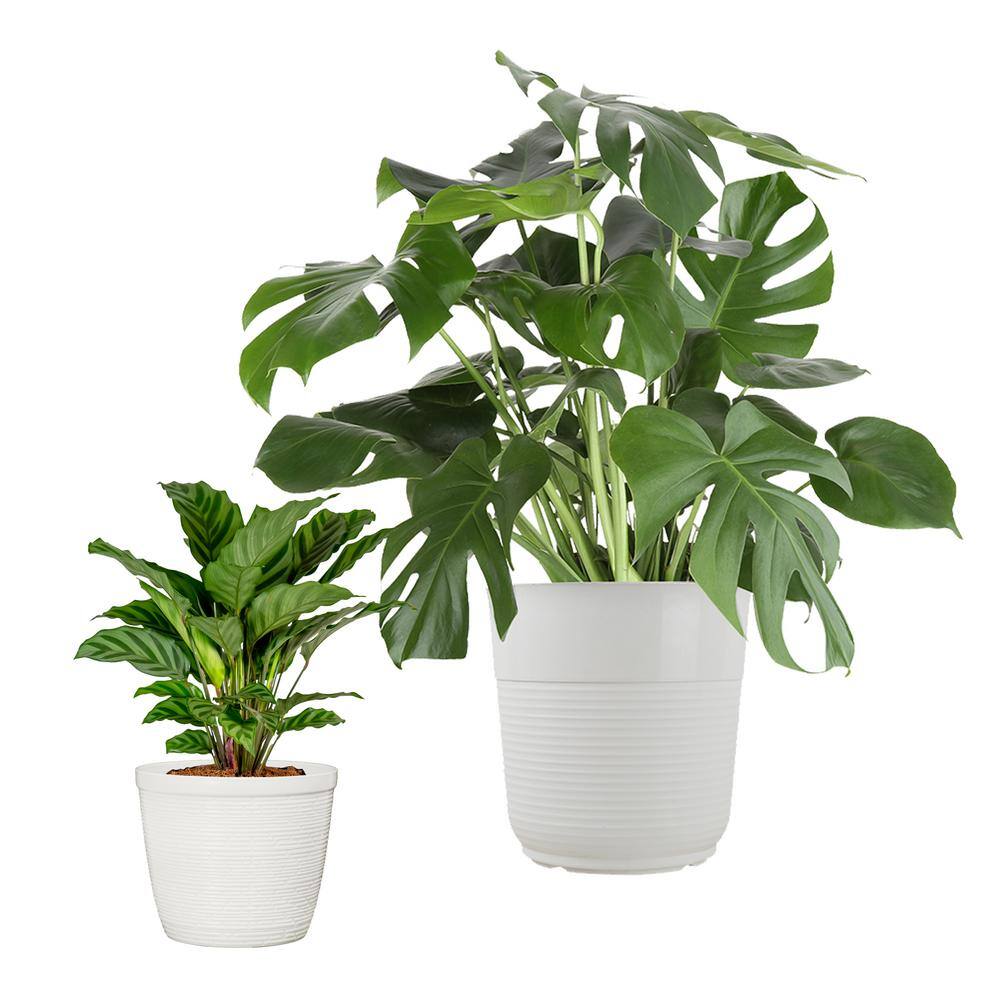 Vigoro 10 in. Monstera Swiss Cheese and 6 in. Calathea Grower's Choice Plant in White Decor Planter (2 Pack) ML-MCA-S-VPW-02