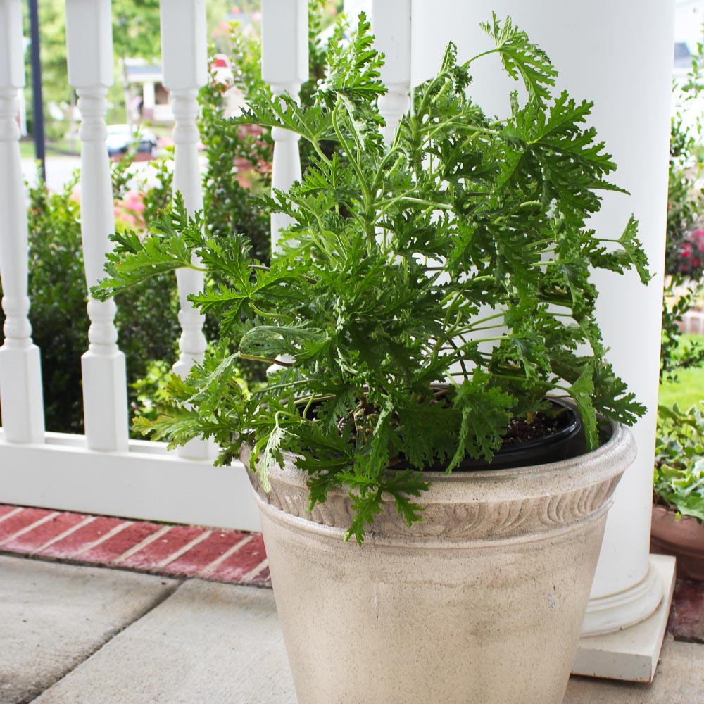 Citronella (Anti-Mosquito Plant)