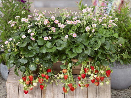 4-Pack， 4.25 in. Eco+Grande， Berried Treasure Pink Strawberry (Fragaria) Live Plant， Pink Flowers and Red Strawberries