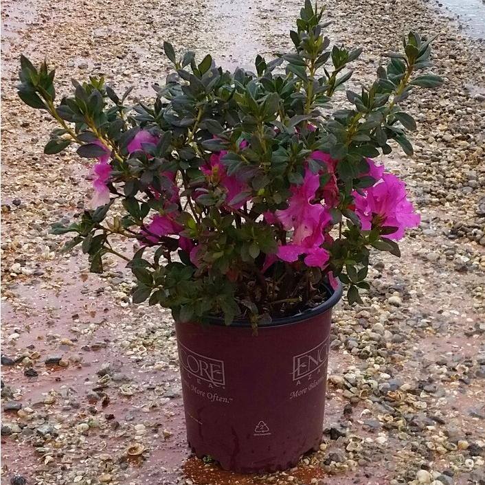 ENCORE AZALEA 2 Gal. Autumn Royalty Reblooming Azalea Shrub with Purple Flowers 80552