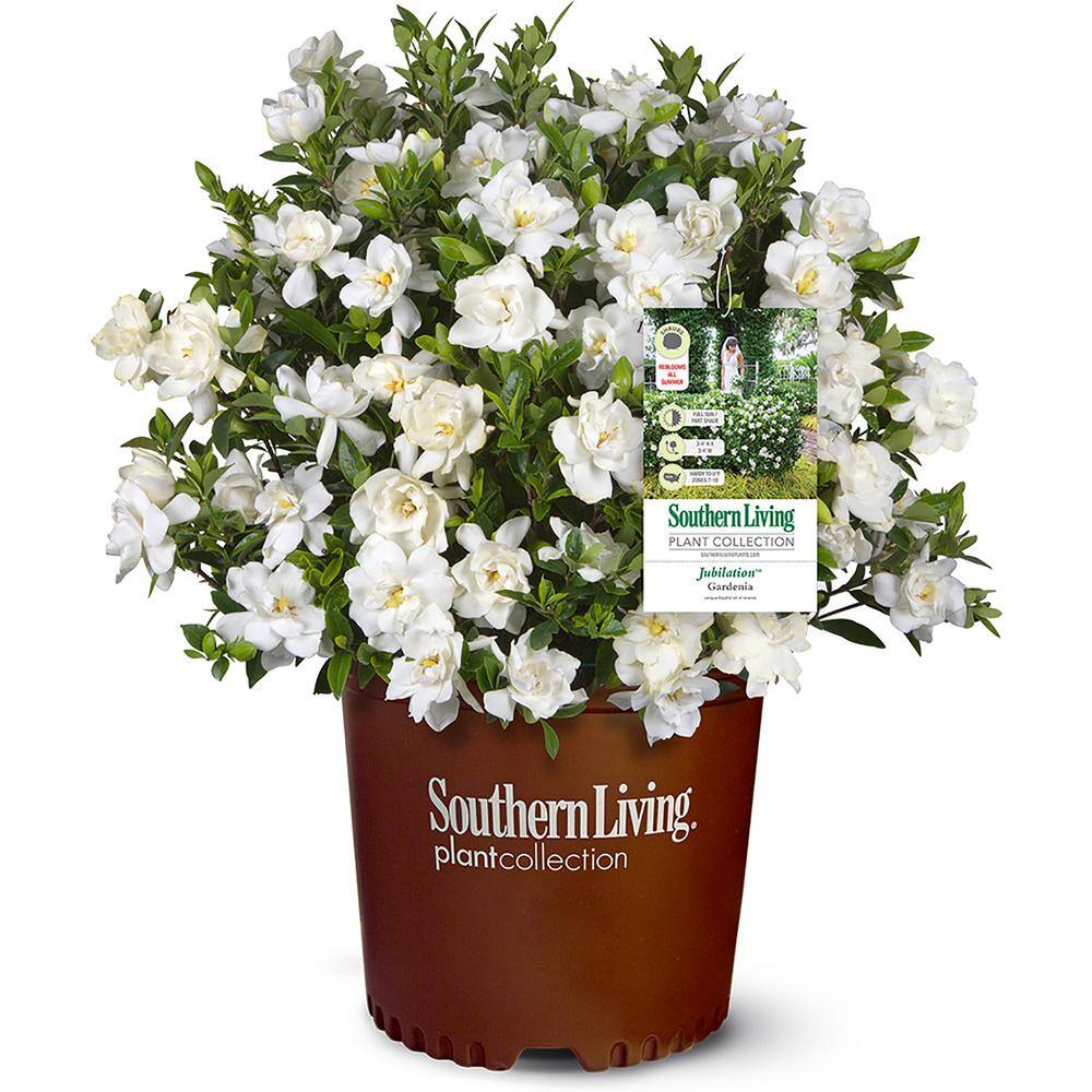 Southern Living 2 Gal. Jubilation Gardenia Shrub with Fragrant White Flowers 14424