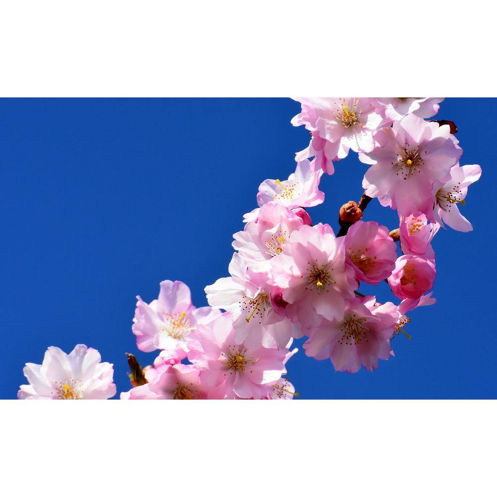 Online Orchards 3 ft. Autumnalis Cherry Blossom Tree with Twice Blooming Pink Flowers FLCH206