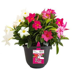 Rio 0.9 Gal. (#9) Patio Pot Dipladenia Flowering Annual Shrub with Mixed Blooms 1001319361