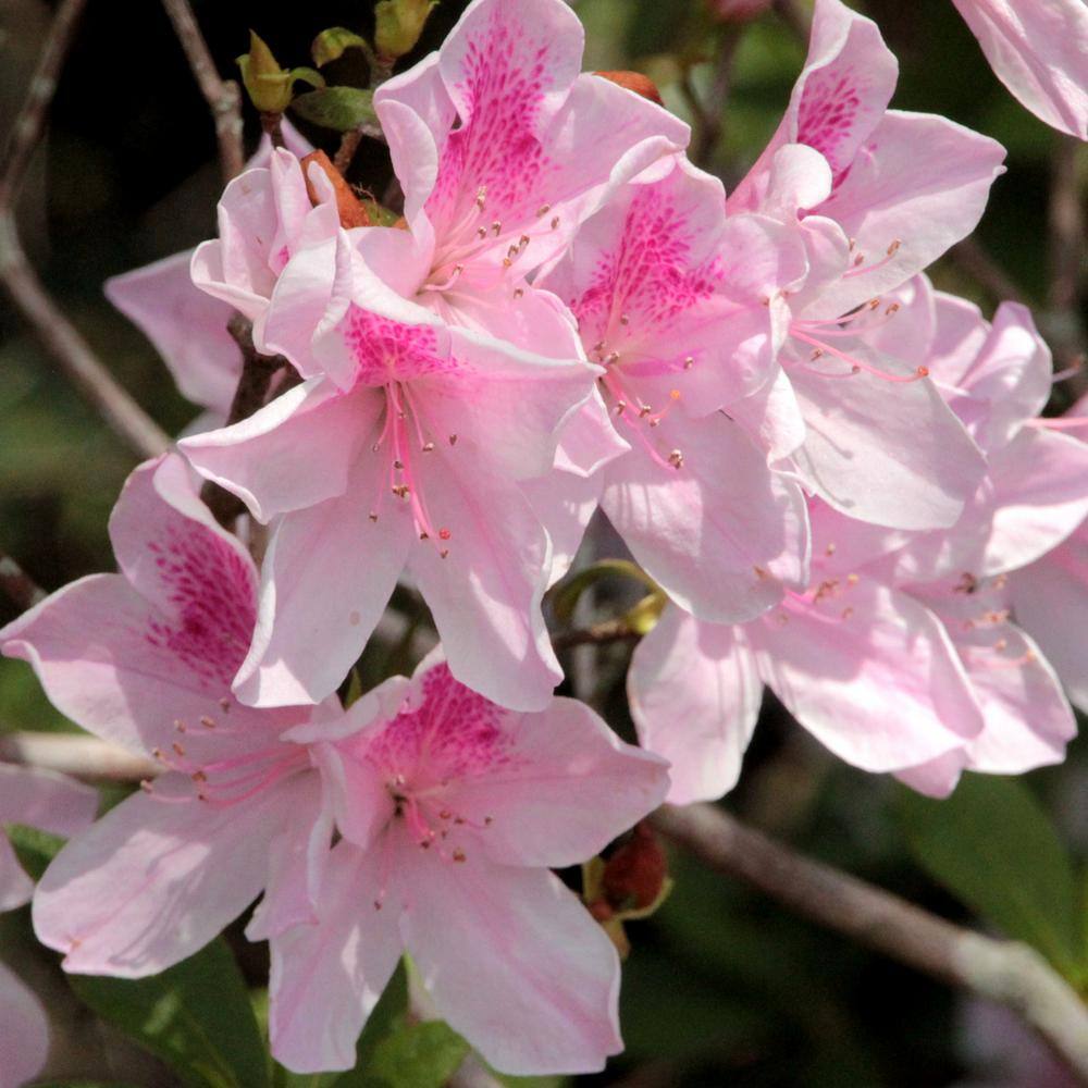 national PLANT NETWORK 2.5 qt. Azalea George L. Tabor Flowering Shrub with White and Pink Blooms HD7013