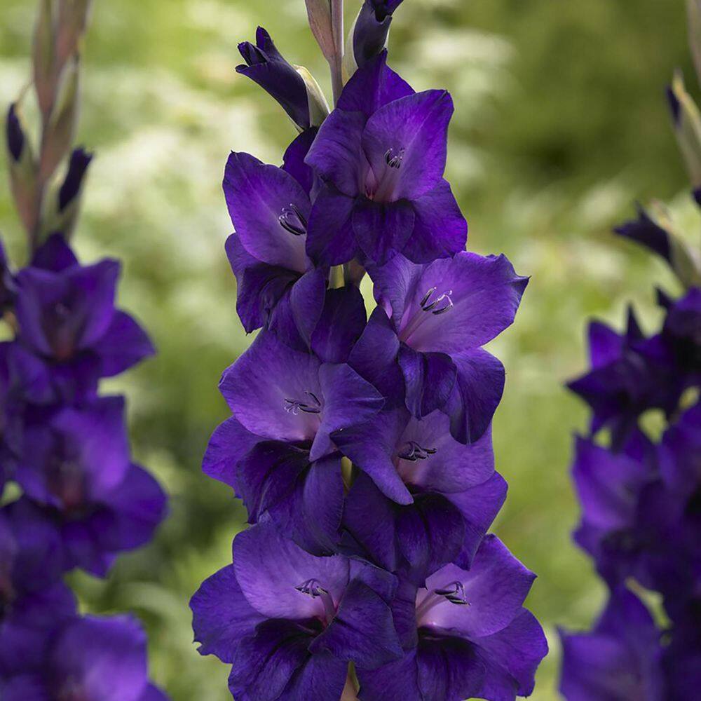 VAN ZYVERDEN Gladiolus Large Flowering Purple Flora (Set  of 12 Bulbs) 84511