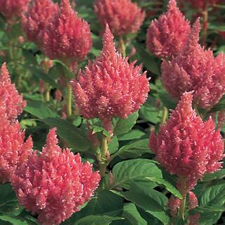 4.5 in. Pink Cock's Comb Celosia Plant 7733