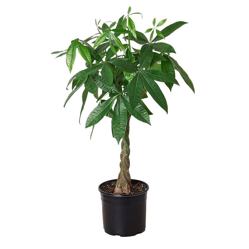 Money Tree Guiana Chestnut Pachira Braid Plant in 10 in. Grower Pot 10_PACHIRA_BRAID