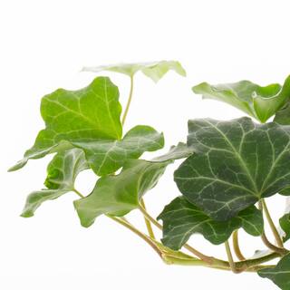 METROLINA GREENHOUSES Ivy Perennial Plant (6-Pack) 42100