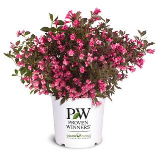 PROVEN WINNERS 2 Gal. Wine and Roses Weigela Shrub with Rosy-Pink Flowers and Dark Glossy Foliage 14711