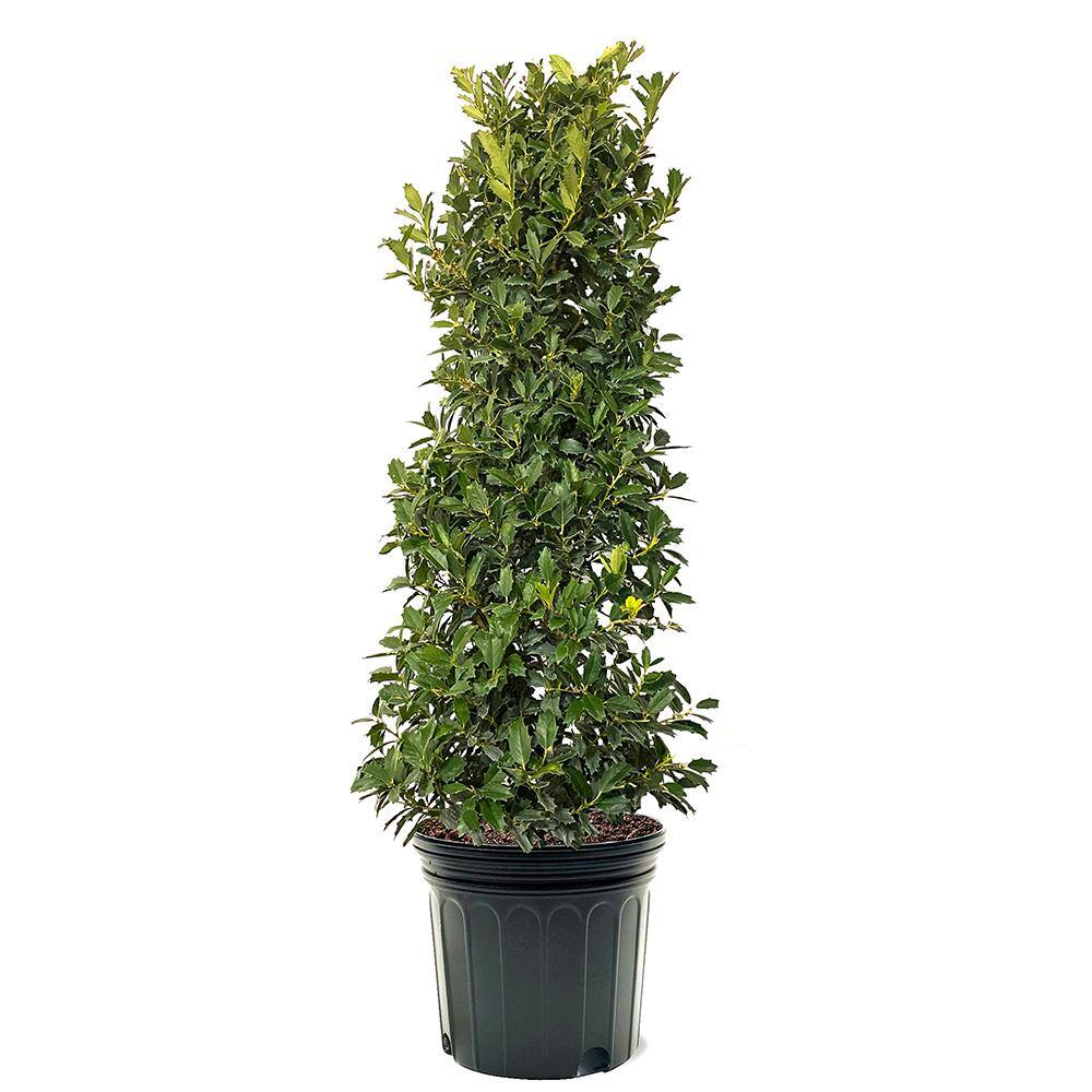 Oakleaf Holly Evergreen Tree HOLOAK07G