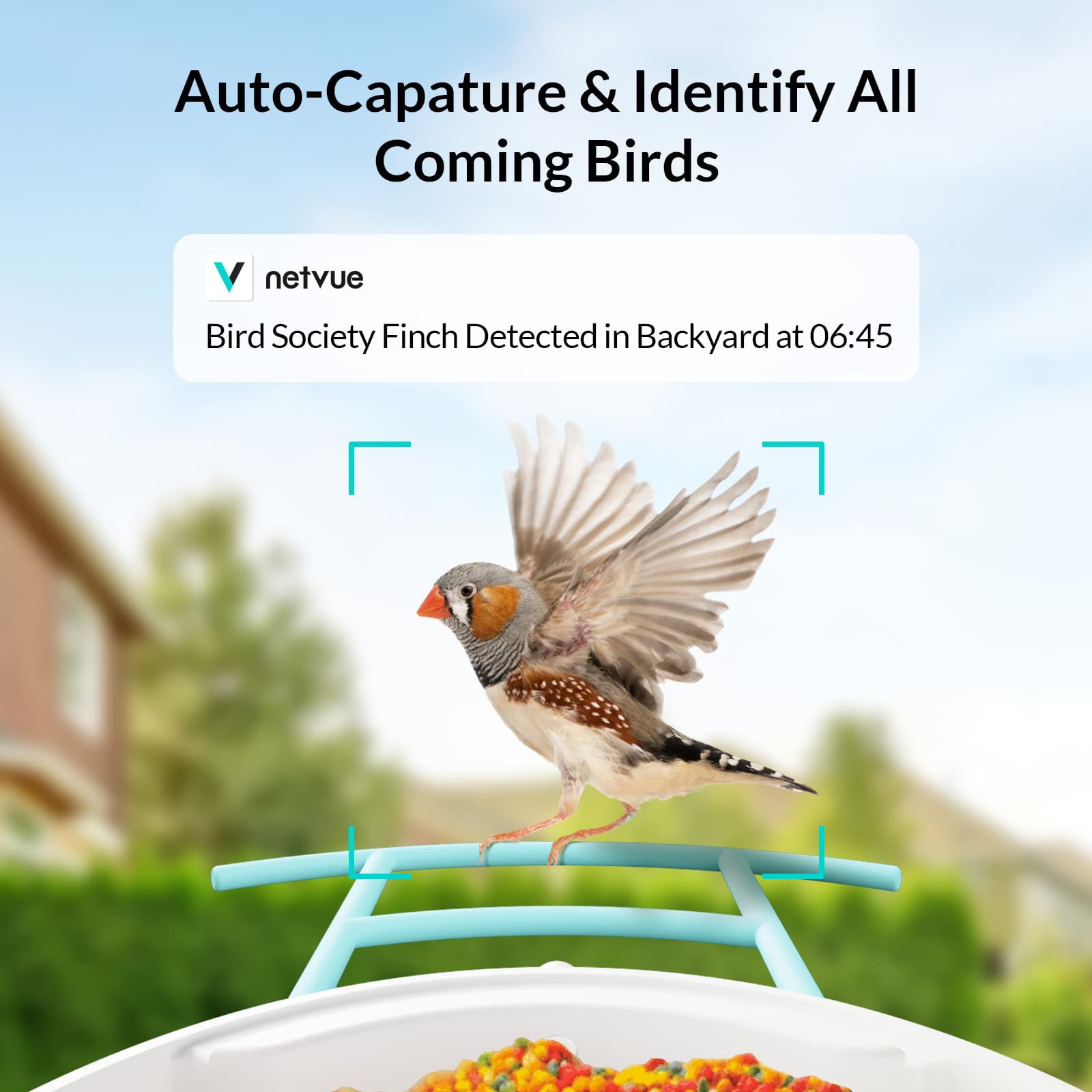 Bird Feeder with Camera， Netvue Birdfy Smart Bird Feeder with Phone App AI Identify Bird Species Night Vision for Bird Watching， Gift Ideas for Moms， Hopper Feeder， Blue (Birdfy AI+Solar)