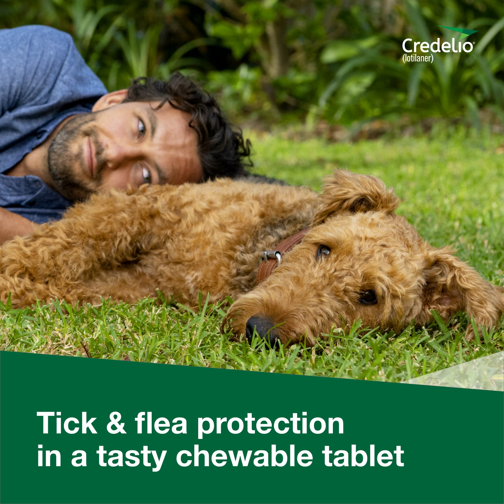 Credelio Chewable Tablets for Dogs 12.1-25 lbs， 1 Month Supply