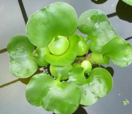 Water Lettuce and Water Hyancinth Bundle - 4 Floating Live Pond Plants