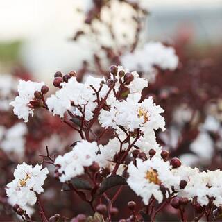 Black Diamond 3 Gal. Crystalline Crape Myrtle Flowering Deciduous Tree with White Flowers CRMBCY03G