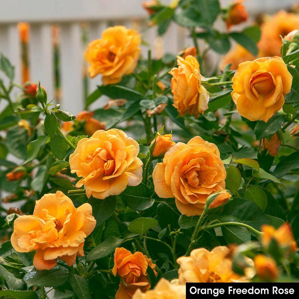 Spring Hill Nurseries Orange Freedom Shrub Rose Dormant Bare Root Starter Plant (1-Pack) 93549