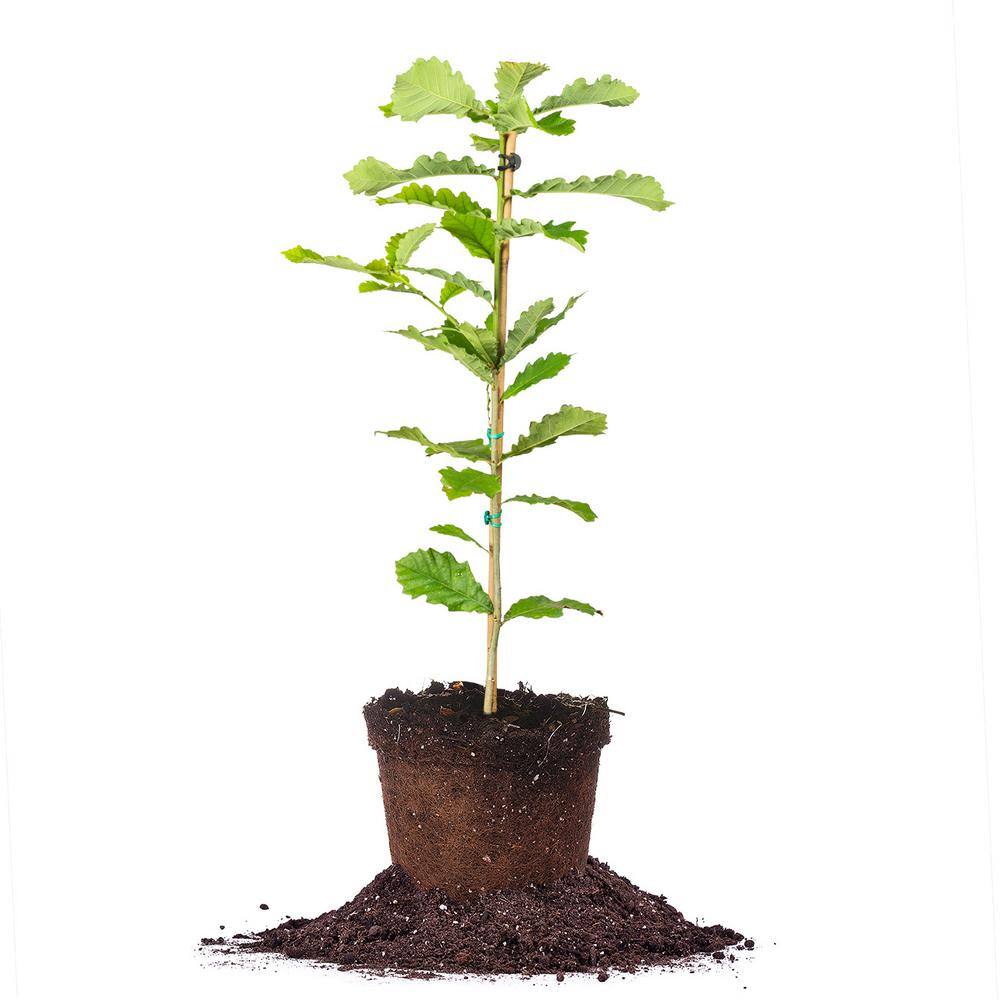 Perfect Plants Swamp Chestnut Oak Tree 4-5ft. Tall in Grower's Pot Acorns Attract Deer THD10039