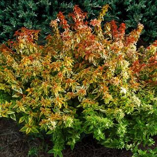 SOUTHERN LIVING 2 Gal. Kaleidoscope Abelia Plant with Chameleon-like Foliage that Blooms White Flowers 14411