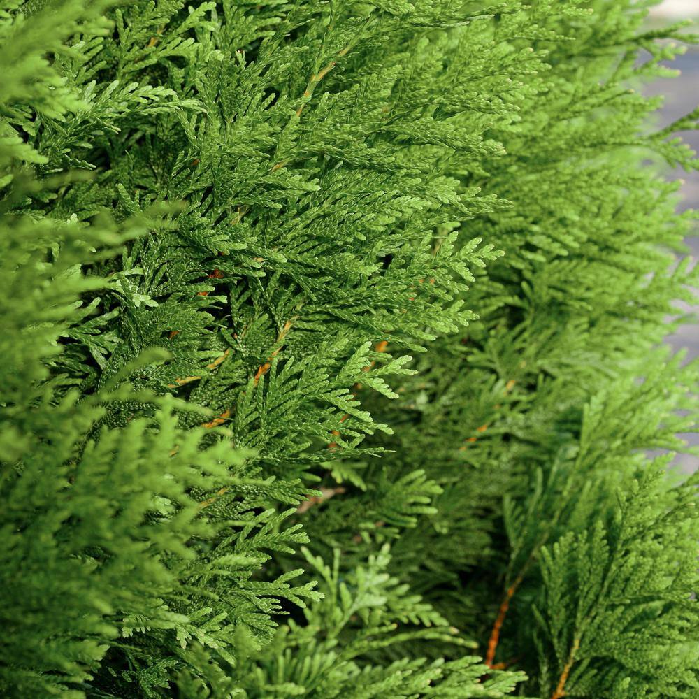 national PLANT NETWORK 2.5 qt. Arborvitae Green Giant Shrub HD7136