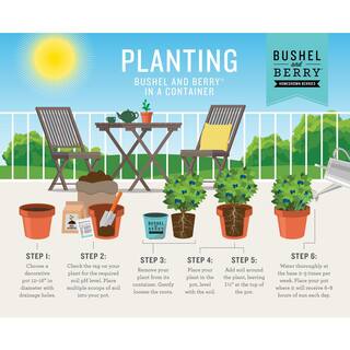BUSHEL AND BERRY 2 Gal. Bushel and Berry Silver Dollar Blueberry Live Plant with Sweet Pineapple Flavored Berries O891402