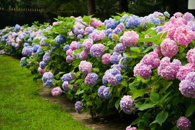 Endless Summer Hydrangea Shrub - Giant Blooms from Spring until Fall - Cannot Ship to AZ