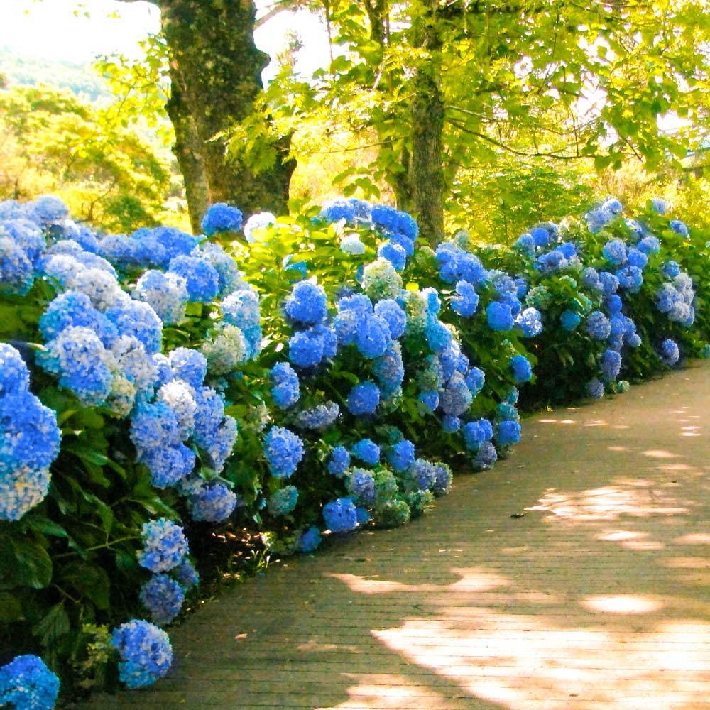 Nikko Blue Hydrangea