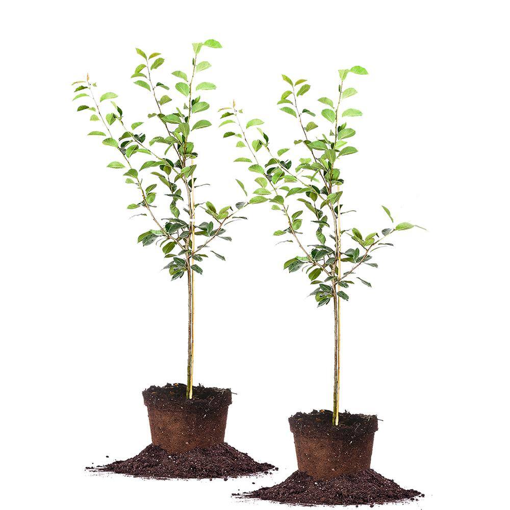 Perfect Plants 5 Gal. Pineapple Pear Tree (2-Pack) THD00206
