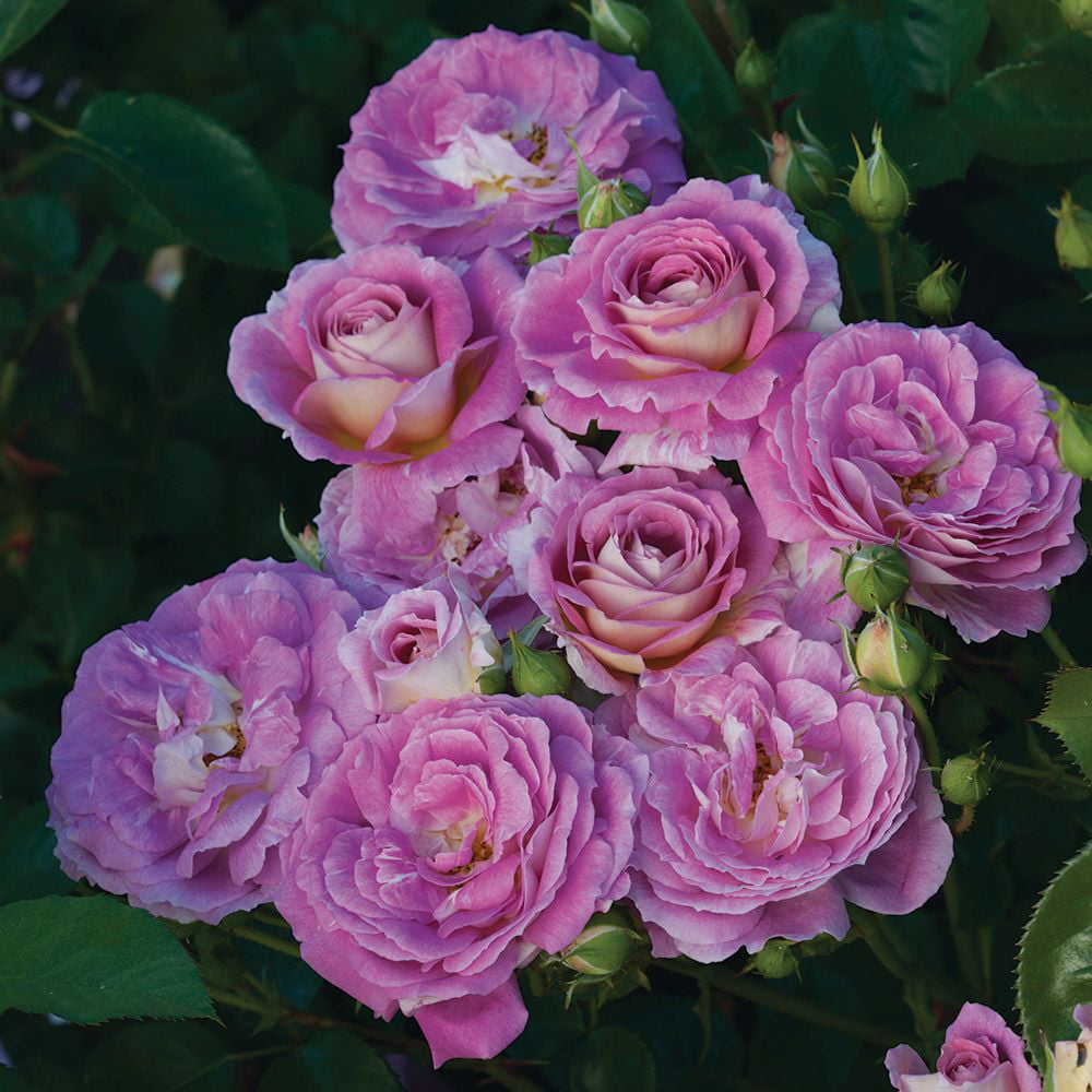 Heirloom Roses - Arctic Blue Floribunda Live Plant - Pink Roses For Planting