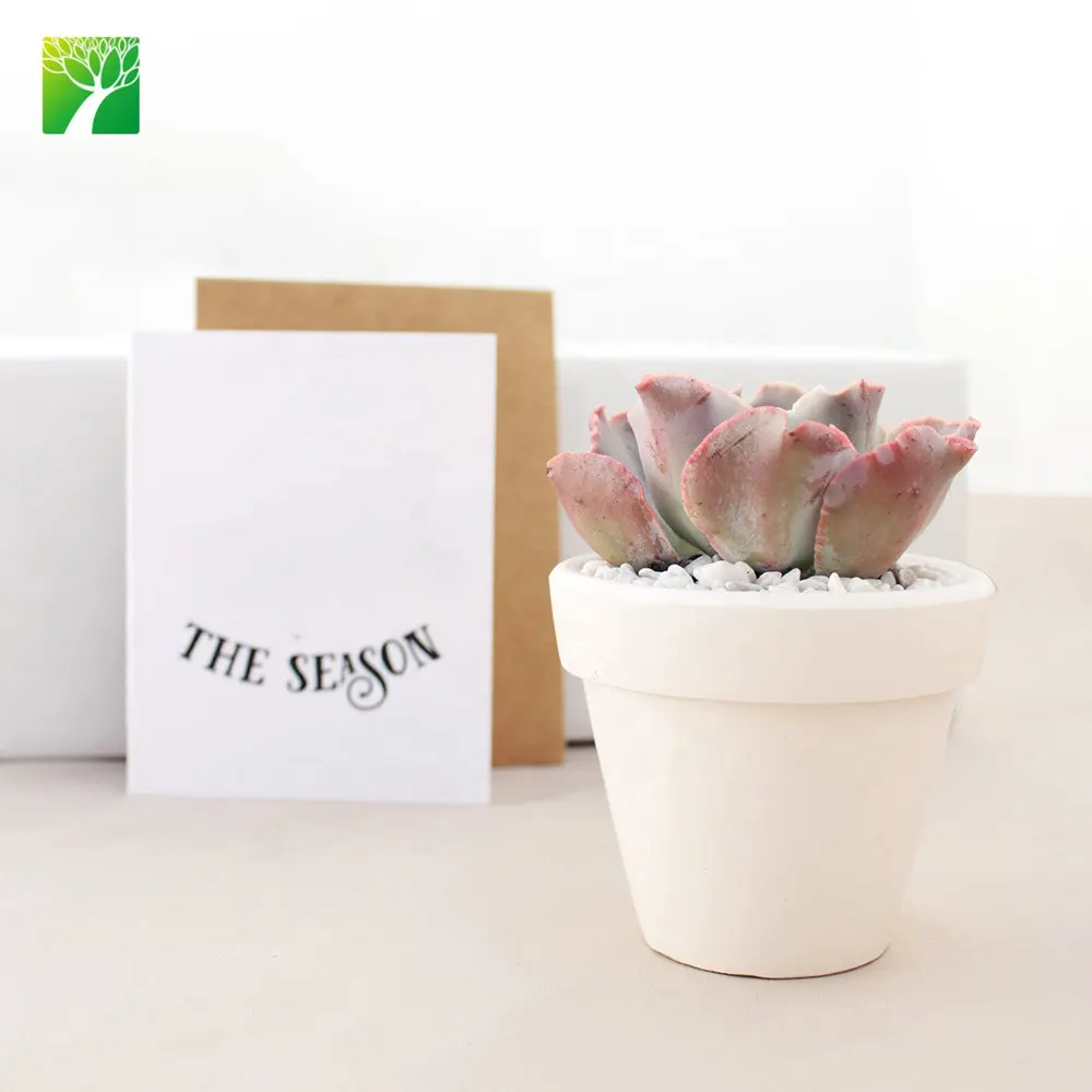 farm supply home decoration ornament christmas gift garden succulent plant kit