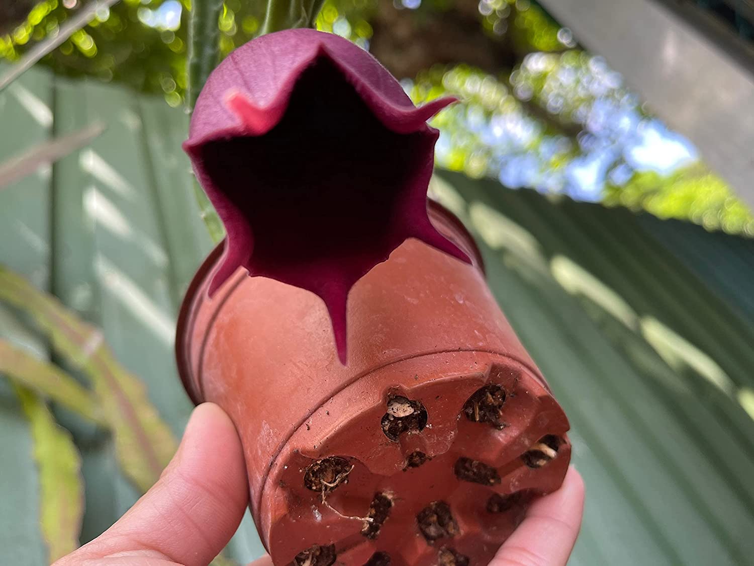 Stapelia leendertziae Black bell Carrion Flower. Maroon Cup Starfish， huernia spp black Bells