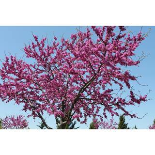 Online Orchards Eastern Redbud Tree Bare Root FLRB001