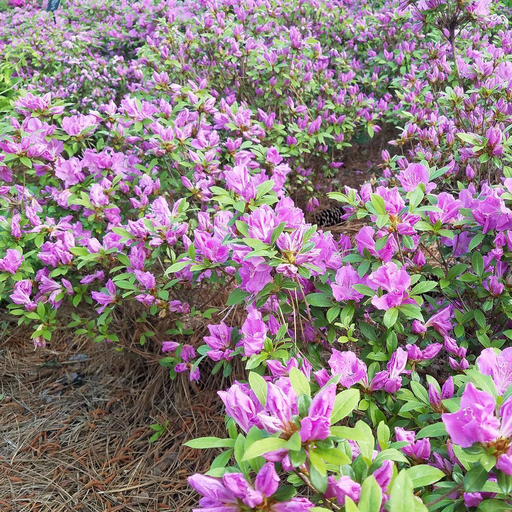 ENCORE AZALEA 1 Gal. Autumn Lilac Encore Azalea Shrub with Lavender Purple Reblooming Flowers 80331