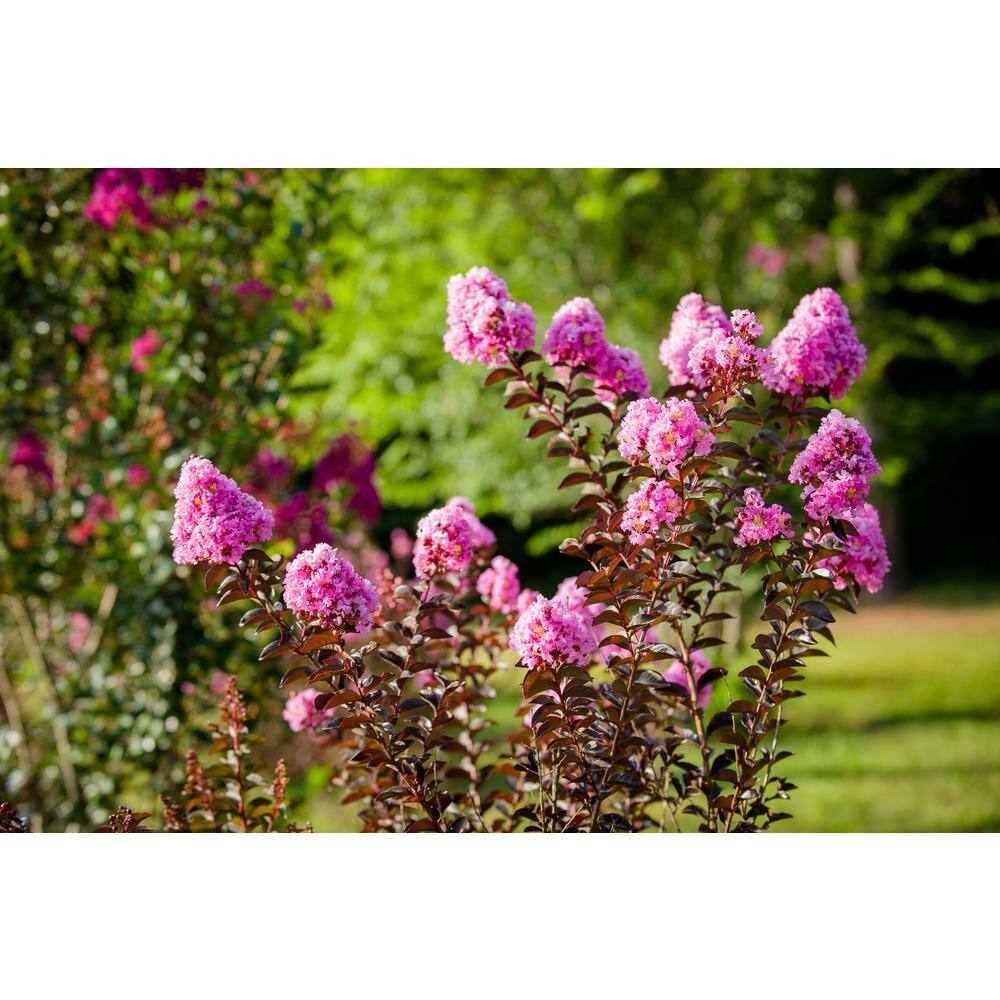 BLACK DIAMOND 2 Gal. Lavender Lace Deciduous Crape Myrtle Tree 17872