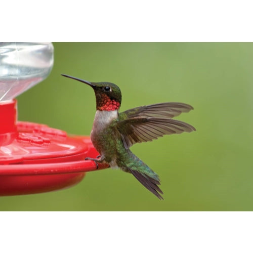 first nature 993091-546 16 oz. hummingbird flower feeder