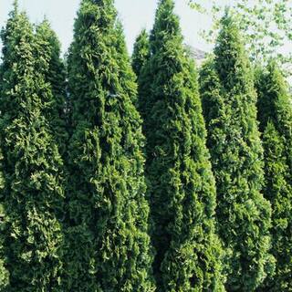 2.5 QT. - Emerald Green Arborvitae (Thuja) Live Evergreen Shrub Green Foliage #1 Pot 1000043080