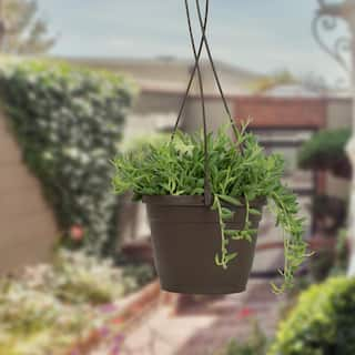 SMART PLANET 6 in. Assorted Bananas Senecio Radican Hanging Basket Plant 0881002